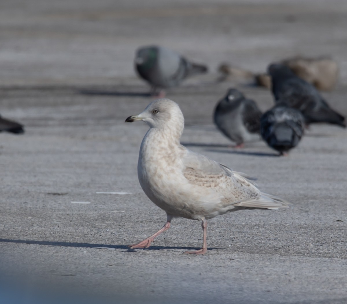 שחף איסלנדי - ML646922853