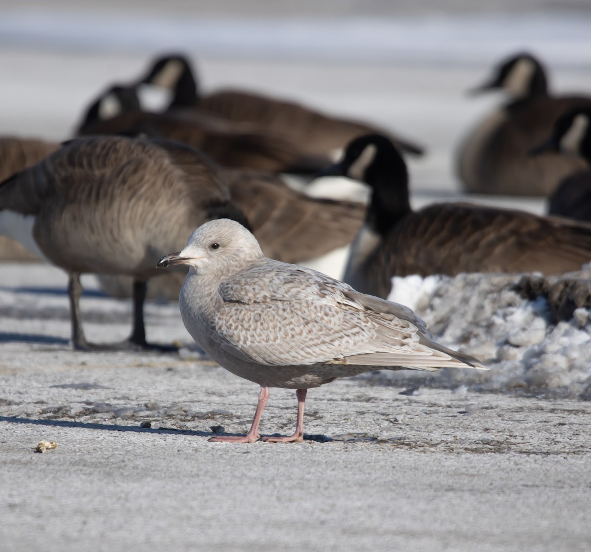 שחף איסלנדי - ML646922854
