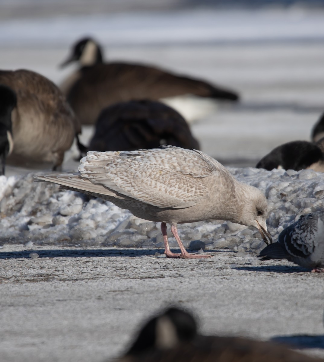 שחף איסלנדי - ML646922855
