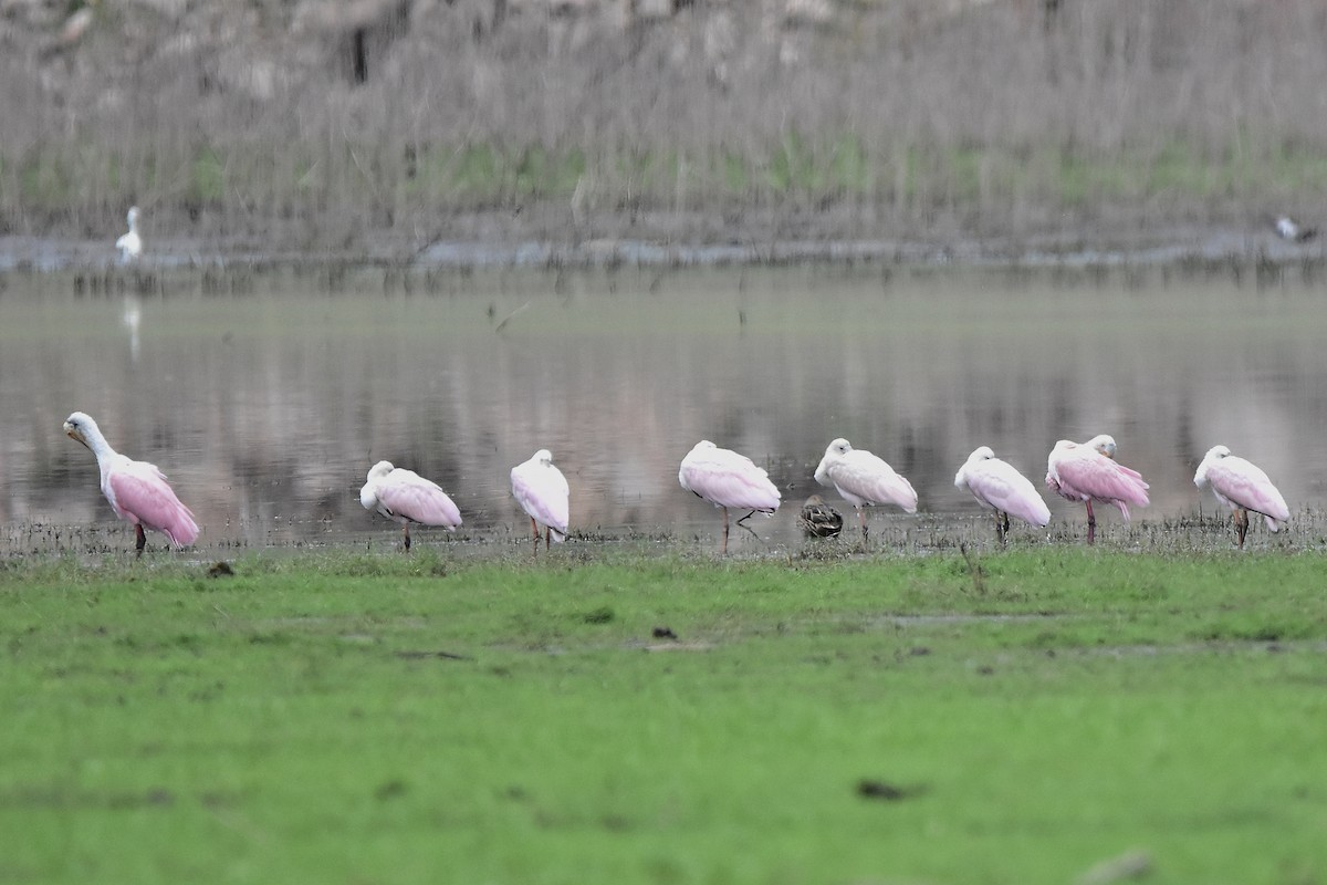 Roseate Spoonbill - ML646922856