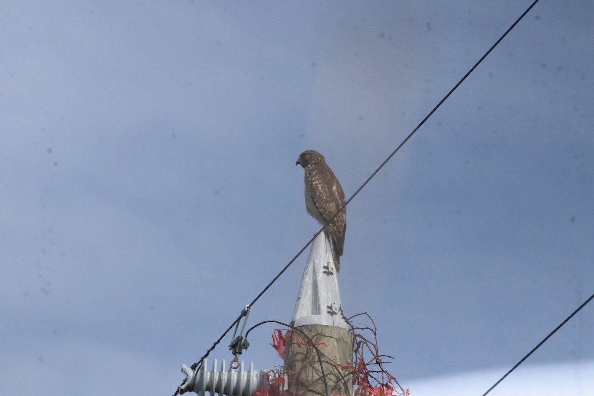 Красноплечий канюк - ML646922857