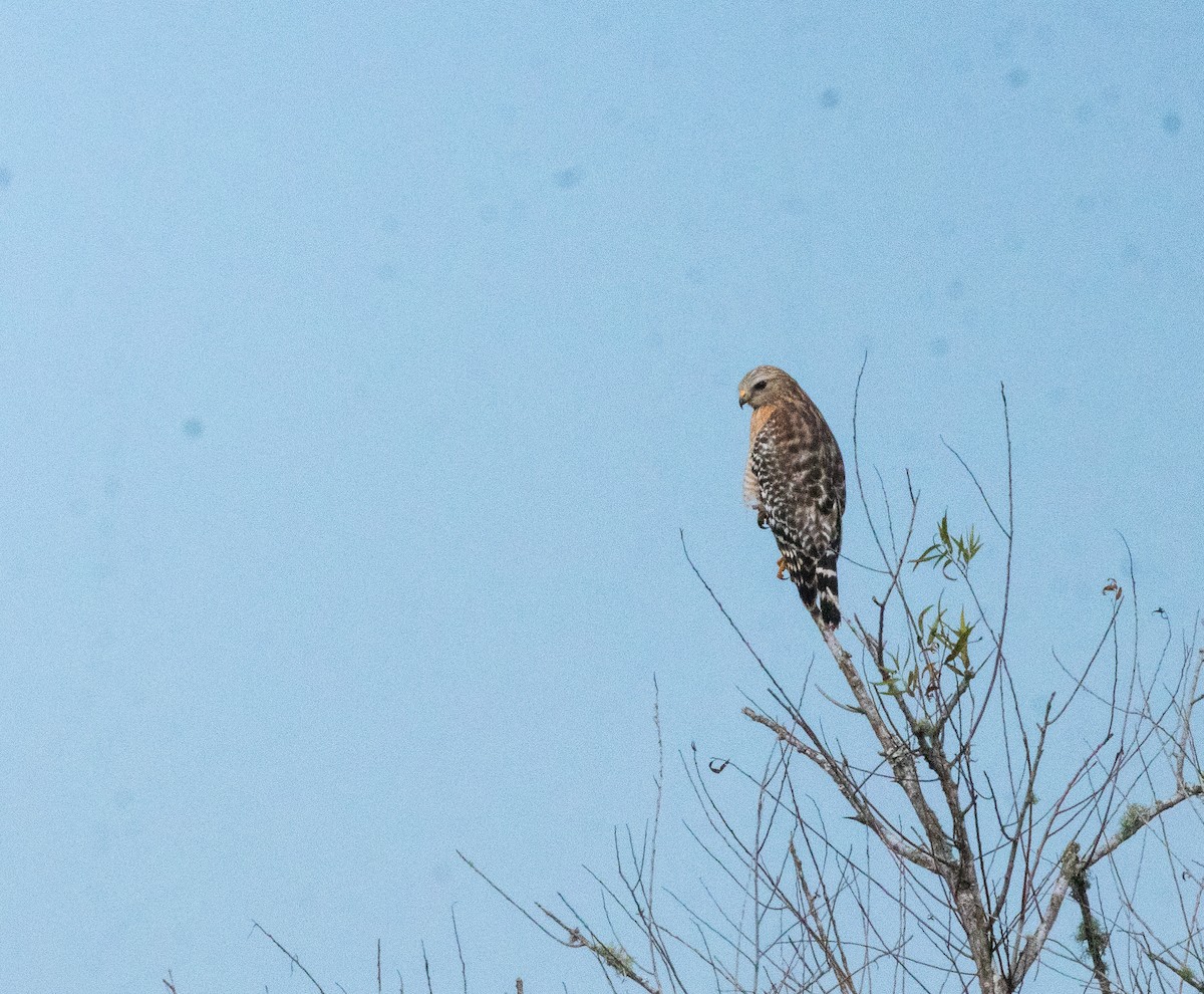 Красноплечий канюк - ML646922858