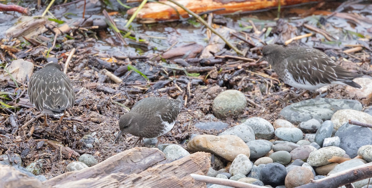 クロキョウジョシギ - ML646922860