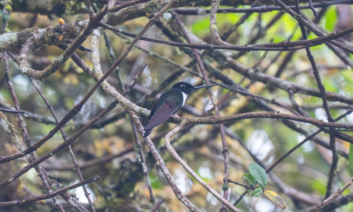 Collared Inca (Collared) - ML646922861