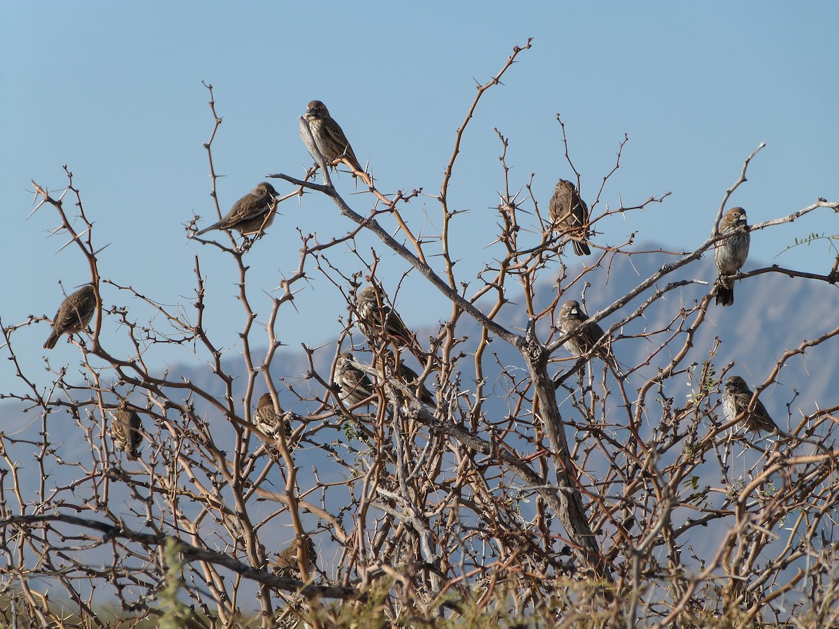 Lark Bunting - ML646922864