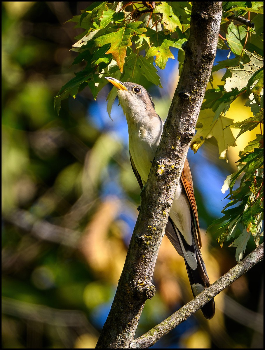 Кукліло північний - ML646922865