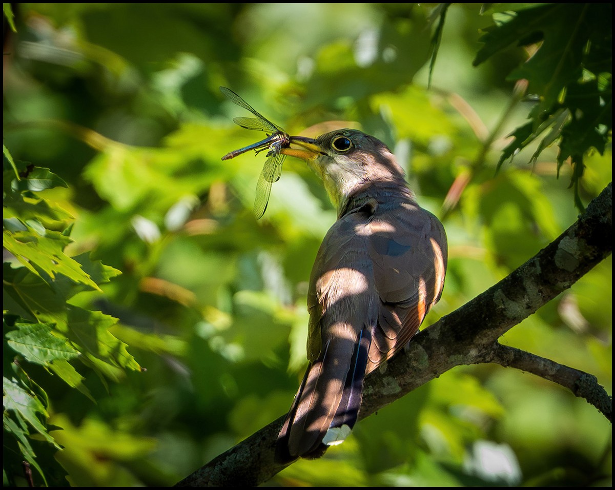 Кукліло північний - ML646922866