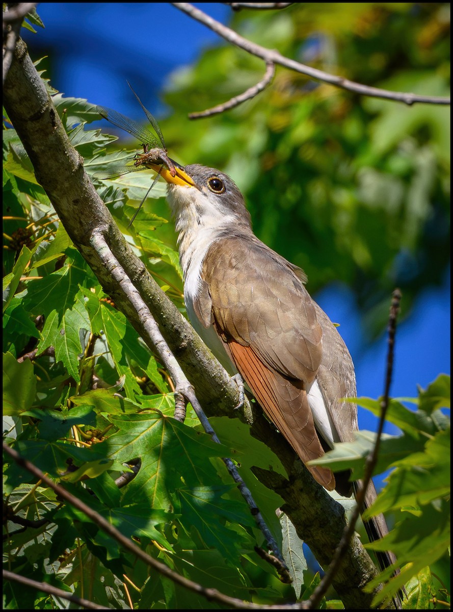 Кукліло північний - ML646922867