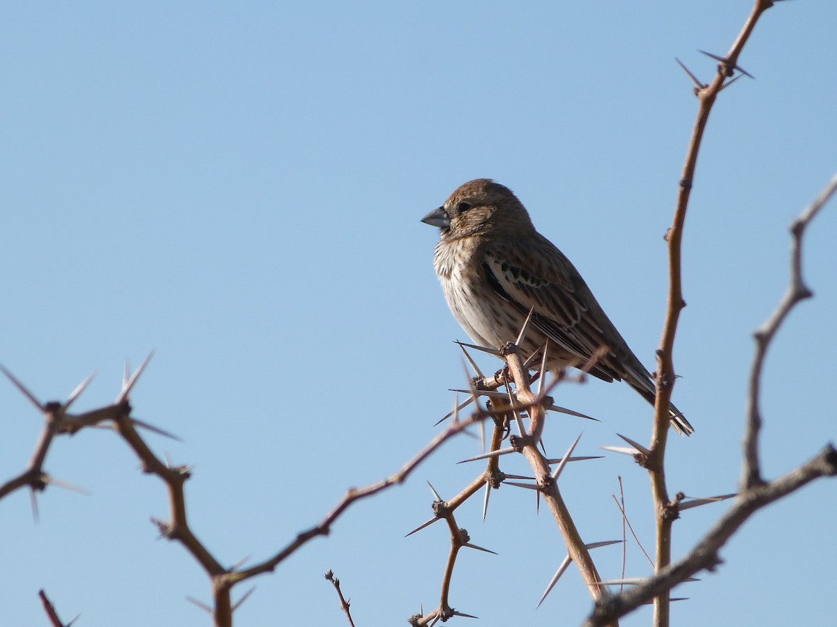 Lark Bunting - ML646922868