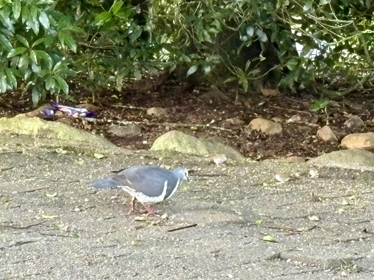 Wonga Pigeon - ML646922883