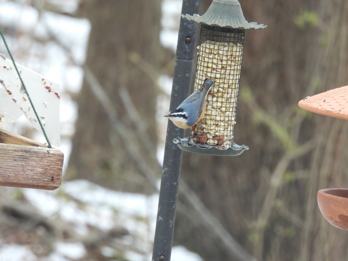 brhlík americký - ML646922885