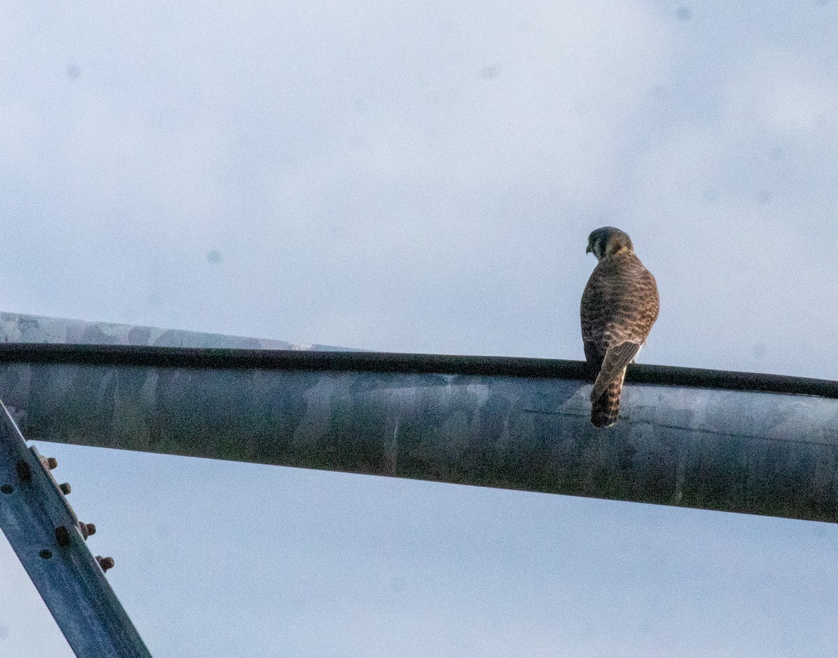 Воробьиная пустельга - ML646922887