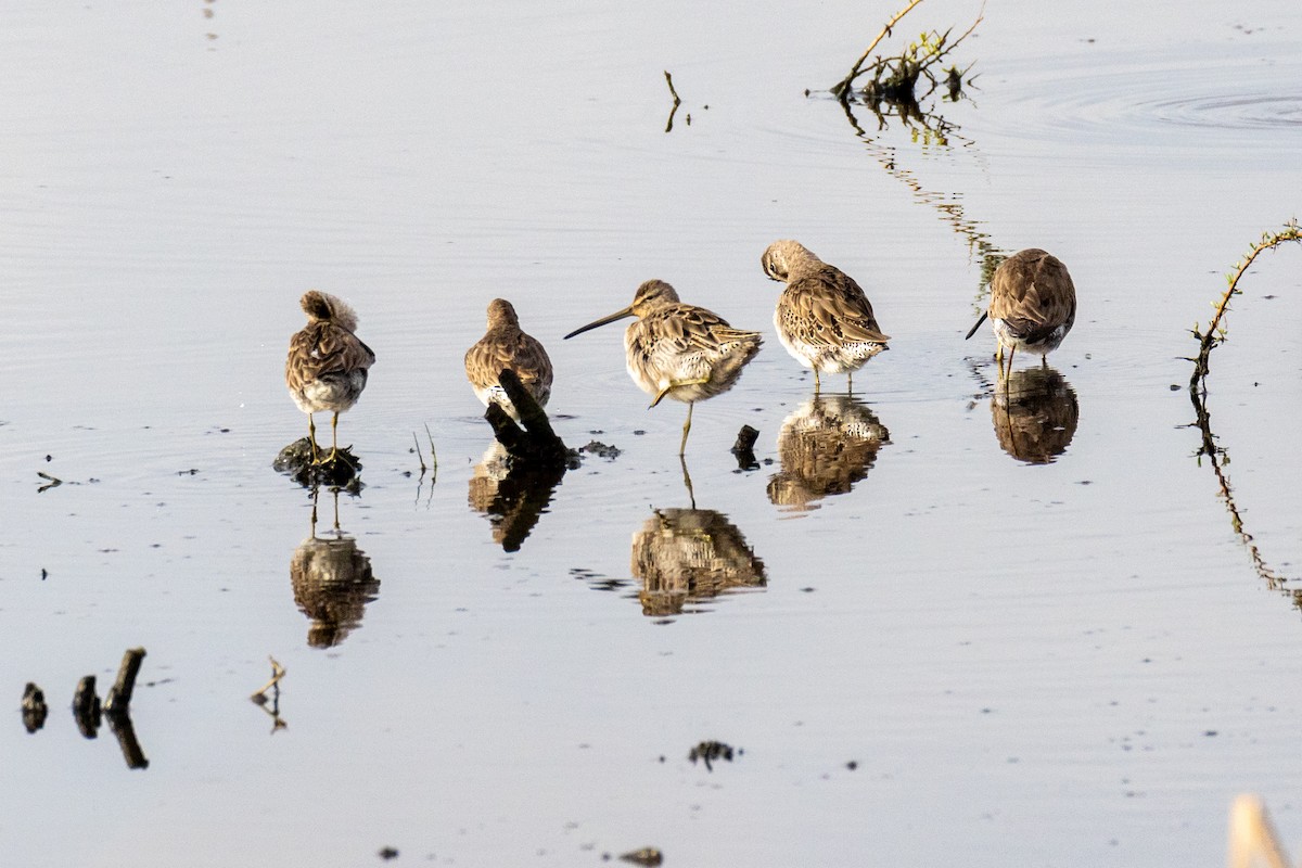 Американский бекасовидный веретенник - ML646922890