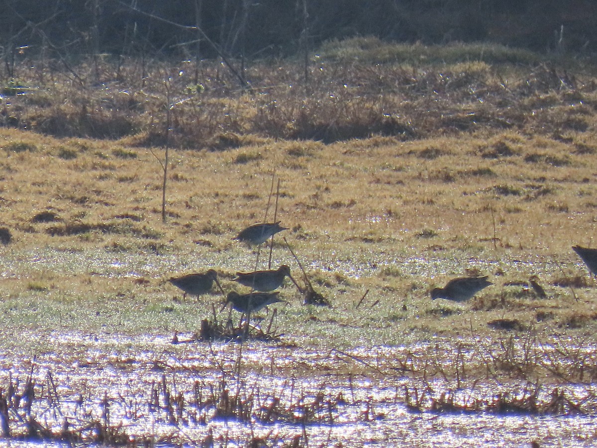חרטומית אמריקנית - ML646922892