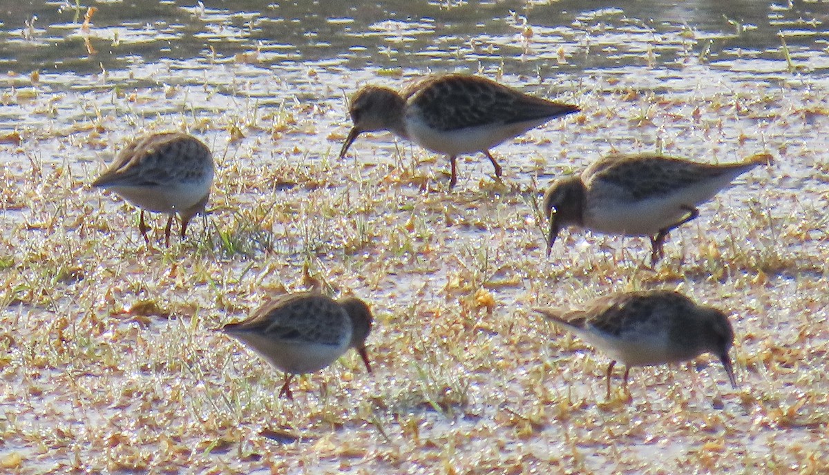 חופית זעירה - ML646922899