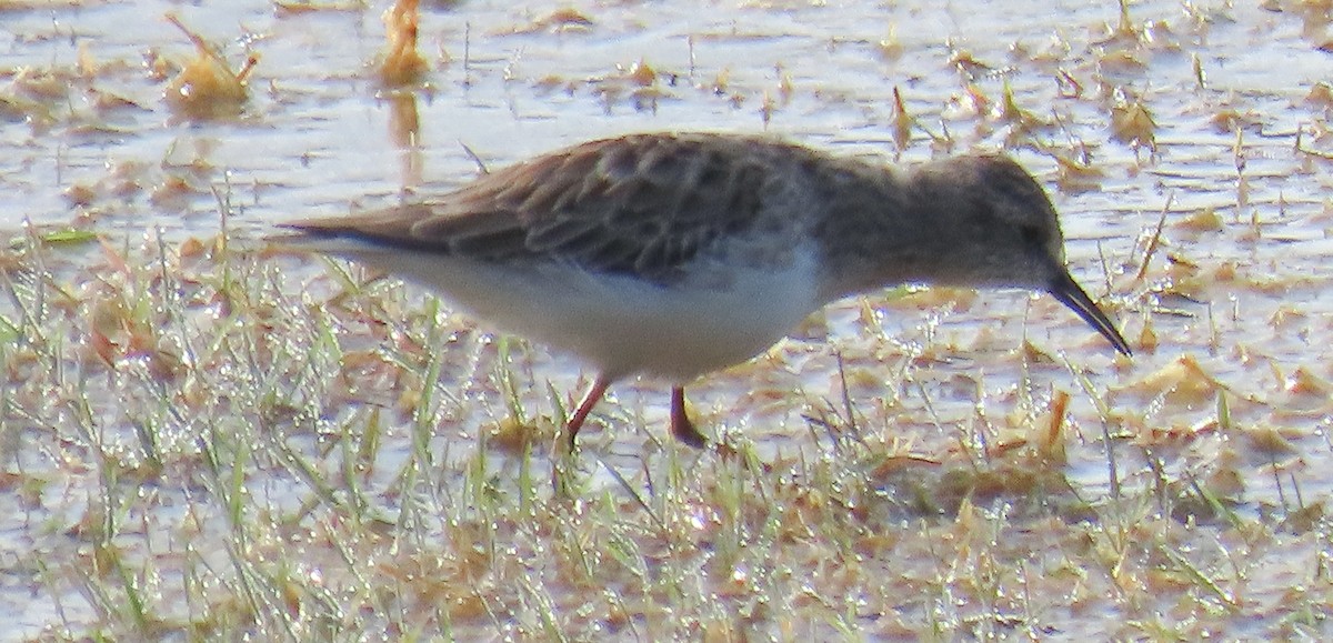 חופית זעירה - ML646922900