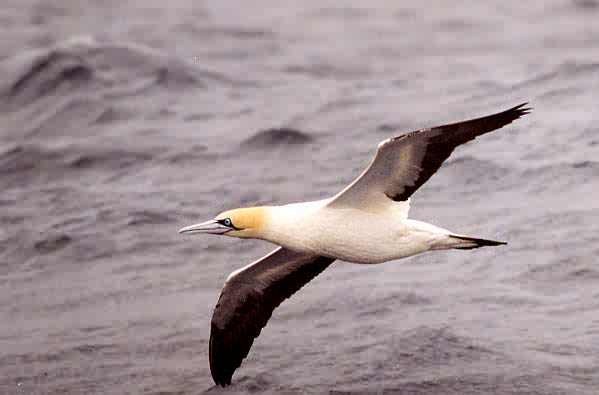 Cape Gannet - ML646922906