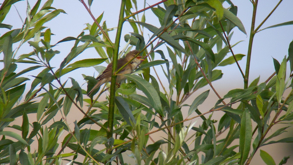 Marsh Warbler - ML646922908