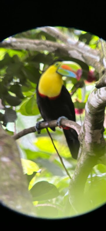 Keel-billed Toucan - ML646922909