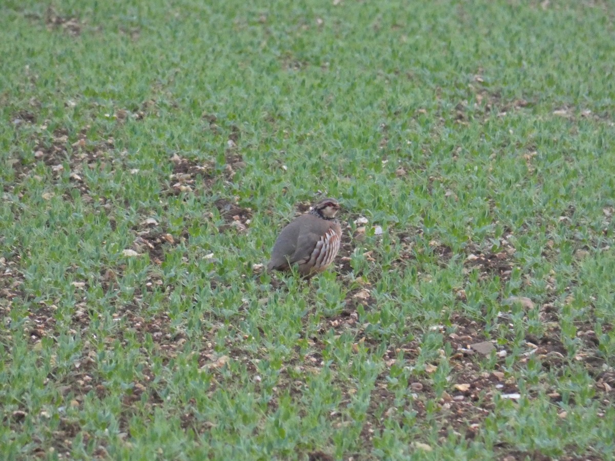 アカアシイワシャコ - ML646922910