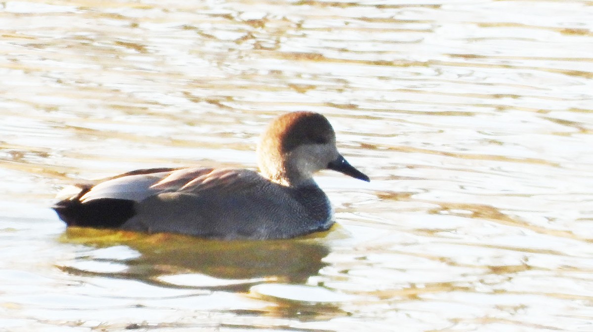 Gadwall - ML646922911