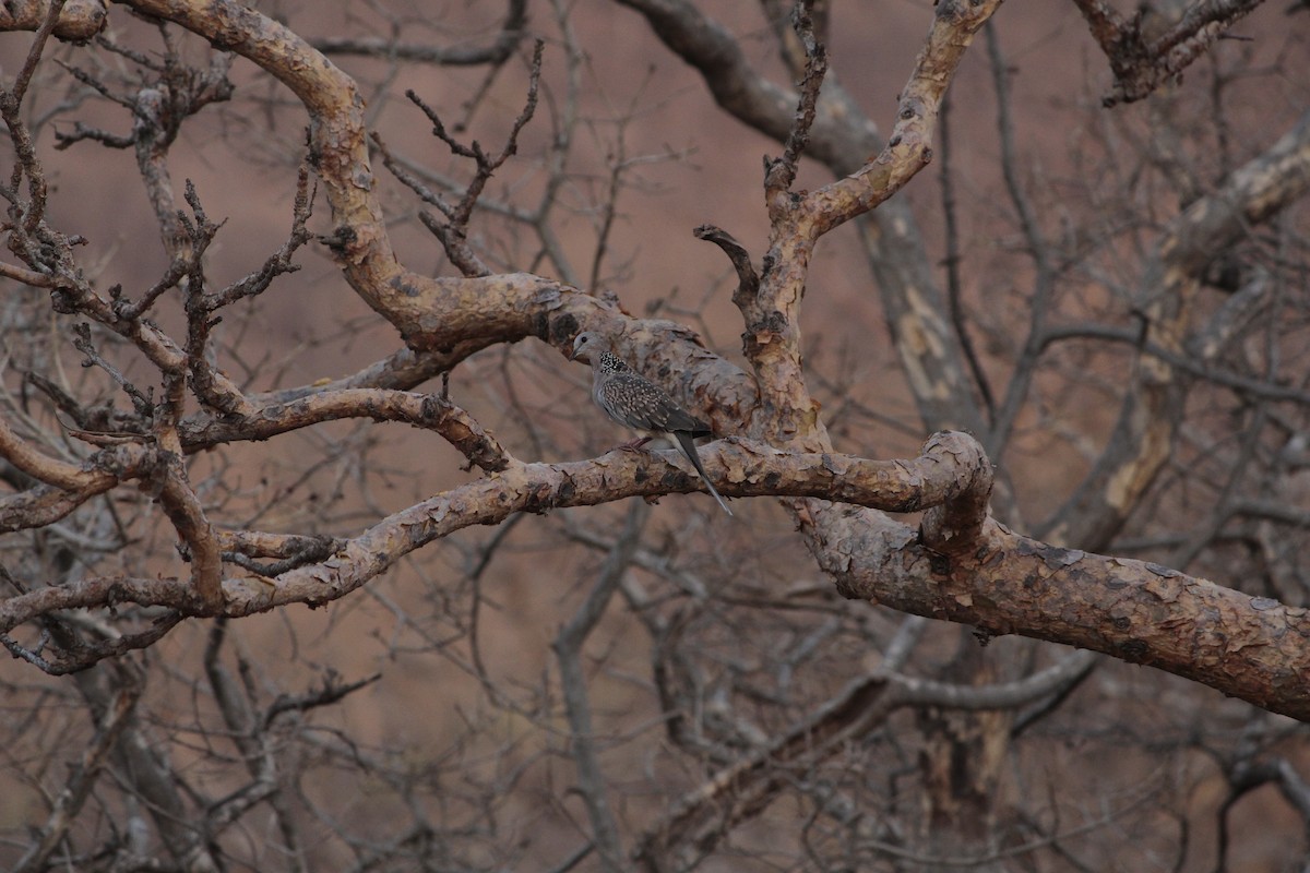 Spotted Dove - ML646922913