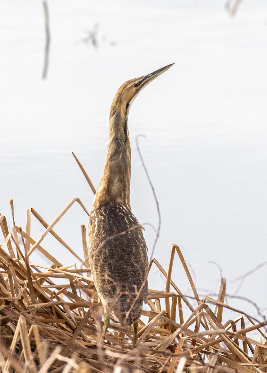 American Bittern - ML646922924