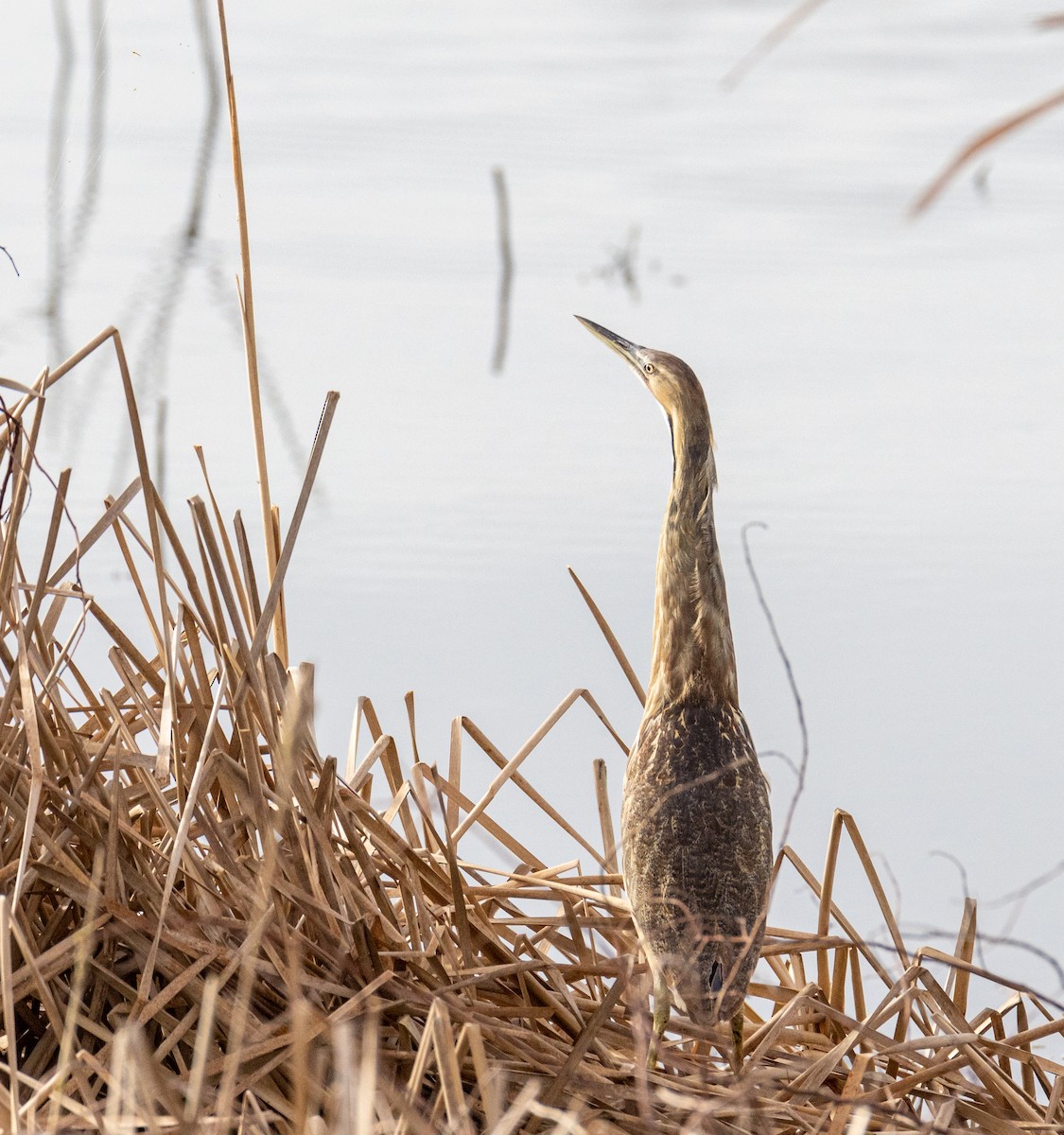 American Bittern - ML646922925
