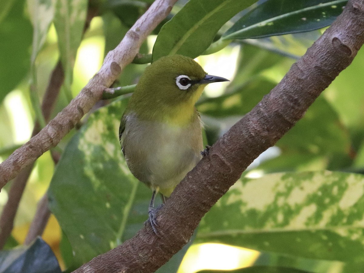 Warbling White-eye - ML646922930