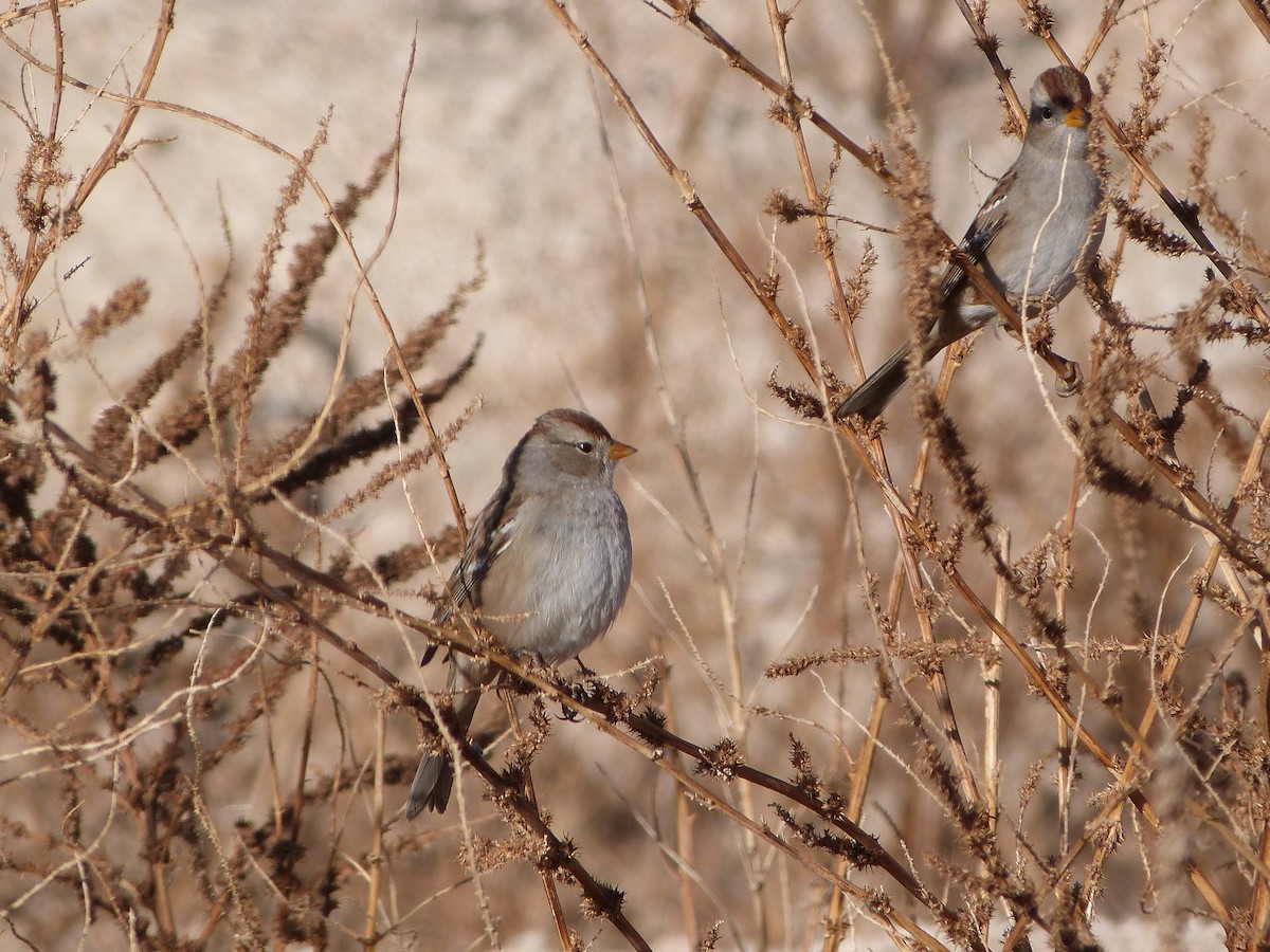 White-crowned Sparrow - ML646922931