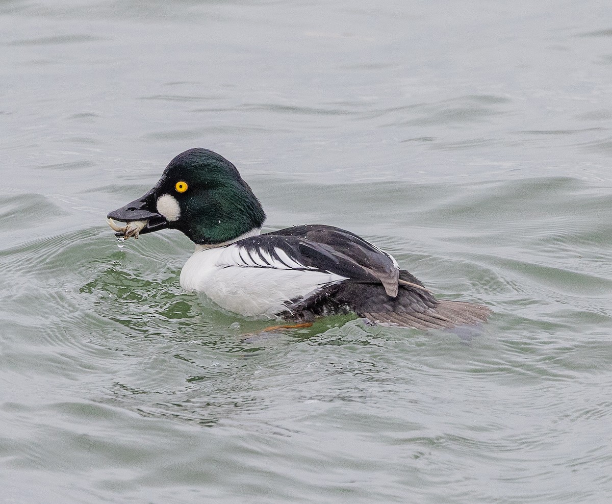 ホオジロガモ - ML646922932