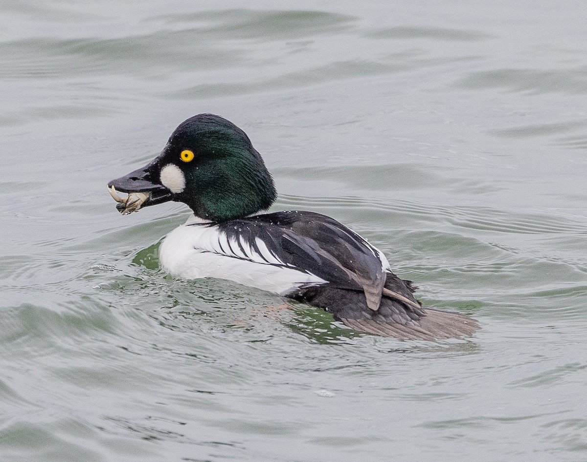 ホオジロガモ - ML646922933