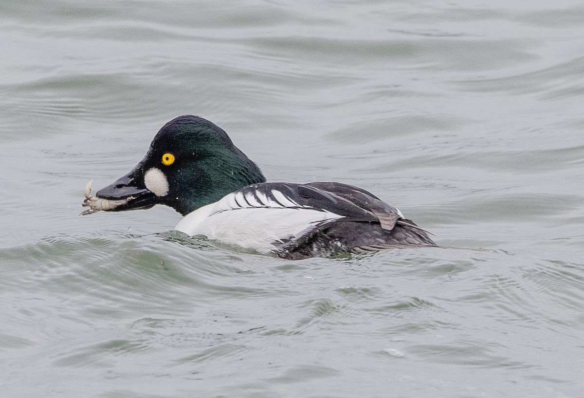 ホオジロガモ - ML646922934