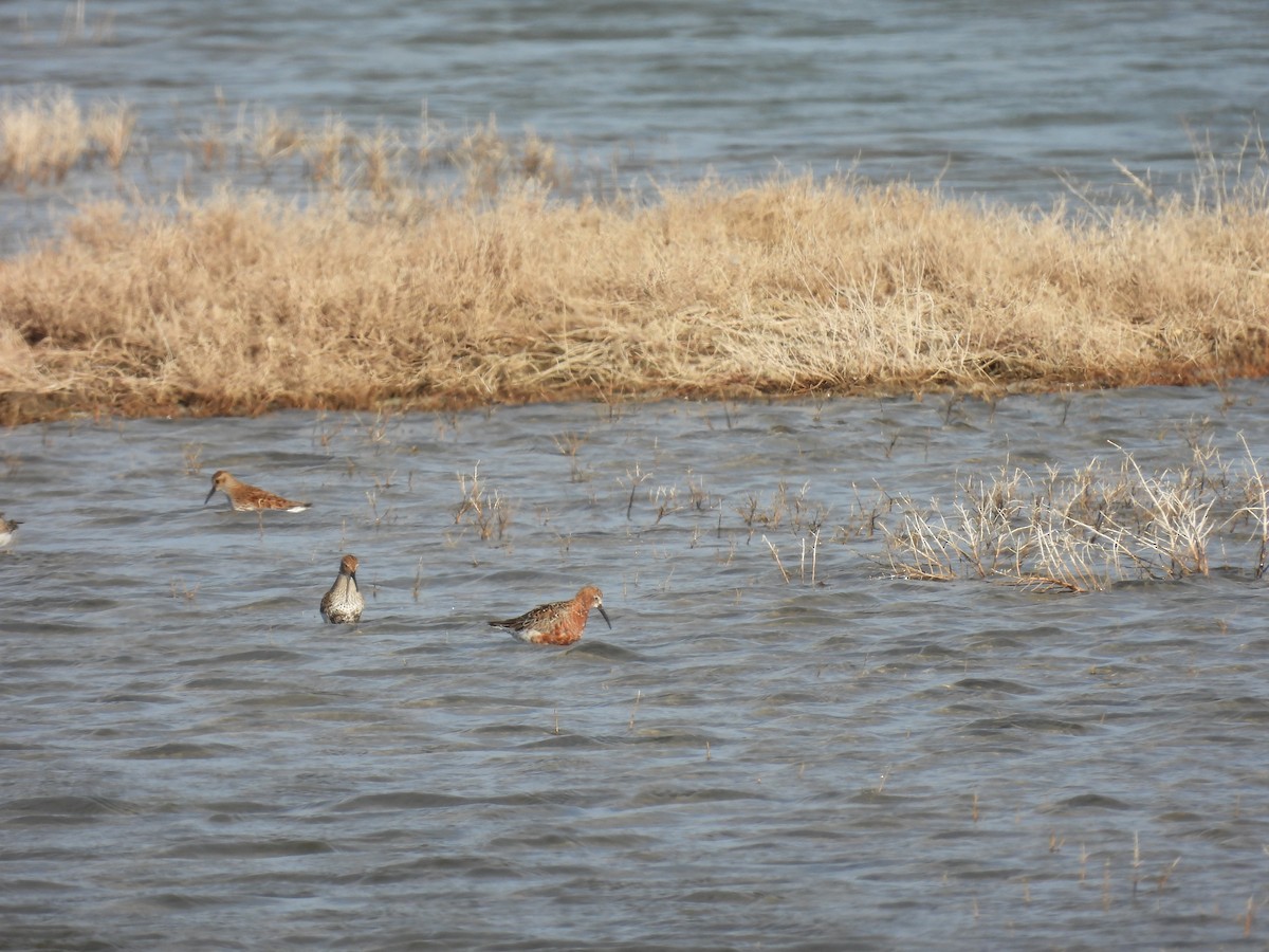 Txirri kurlinta - ML646922944