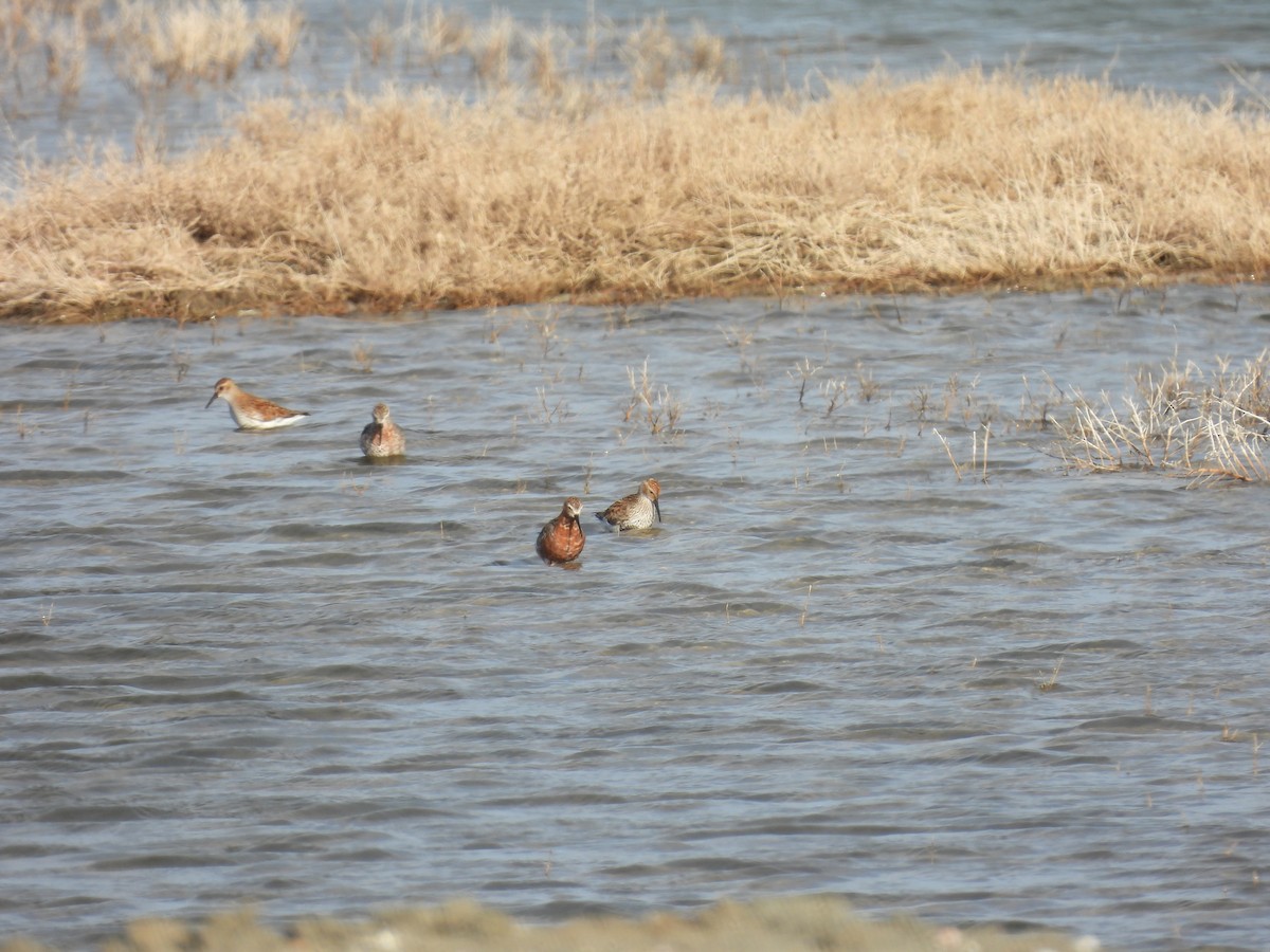 Txirri kurlinta - ML646922946