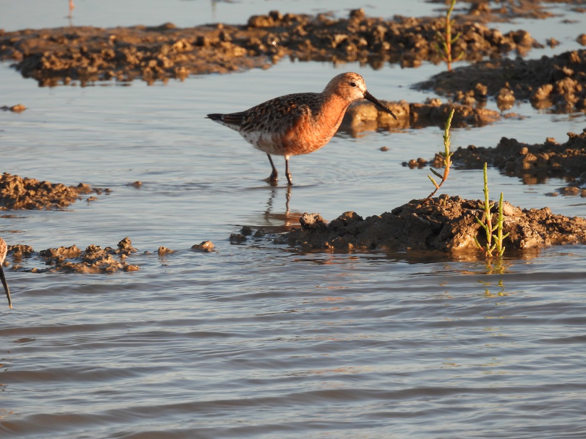 Txirri kurlinta - ML646922947