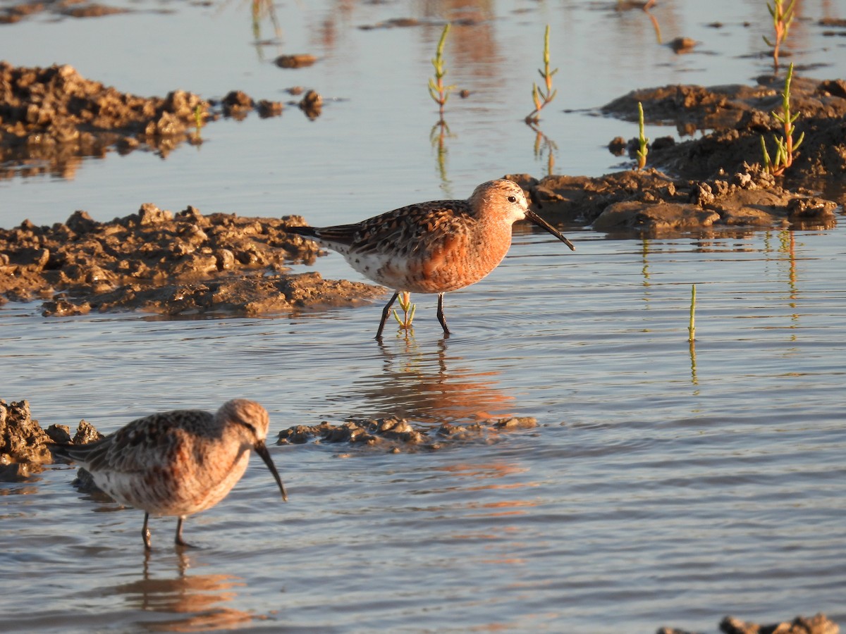 Txirri kurlinta - ML646922951