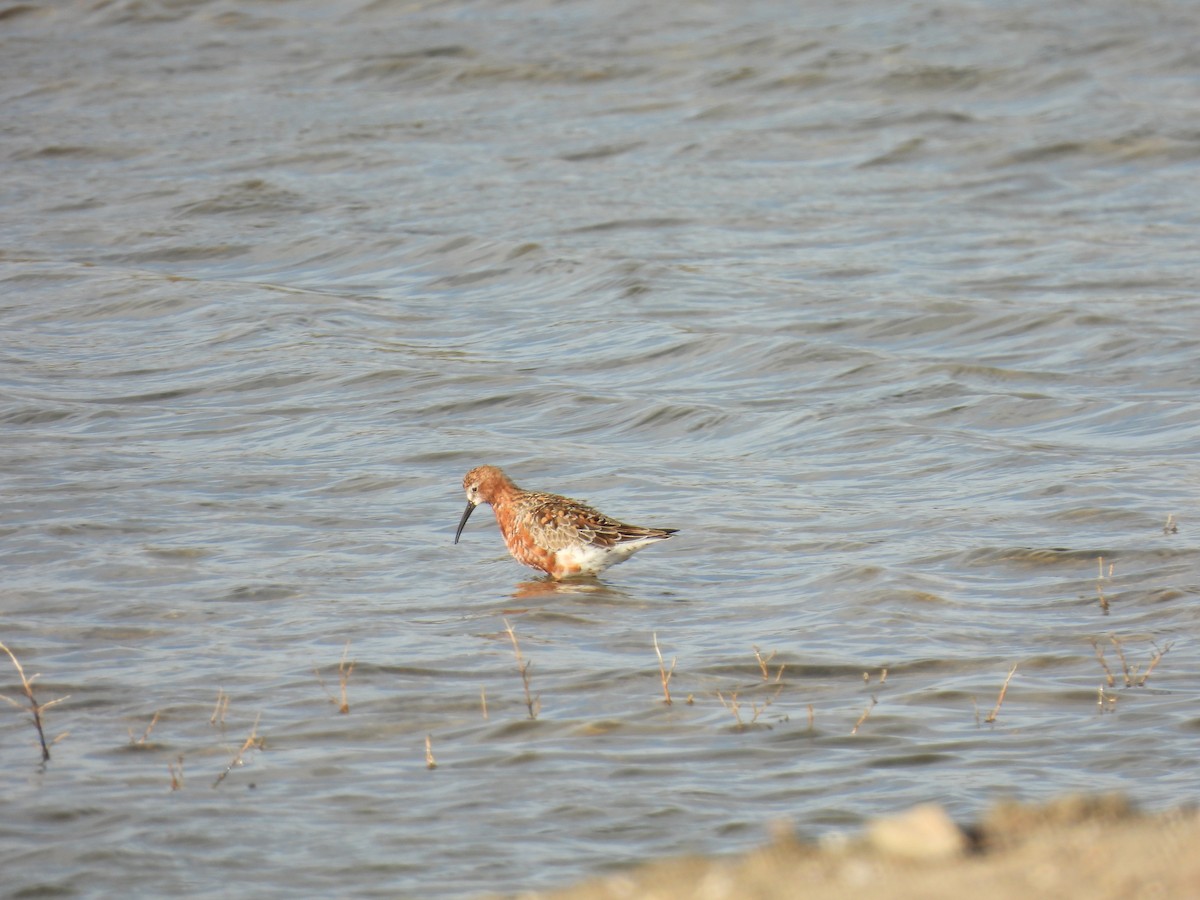 Txirri kurlinta - ML646922953