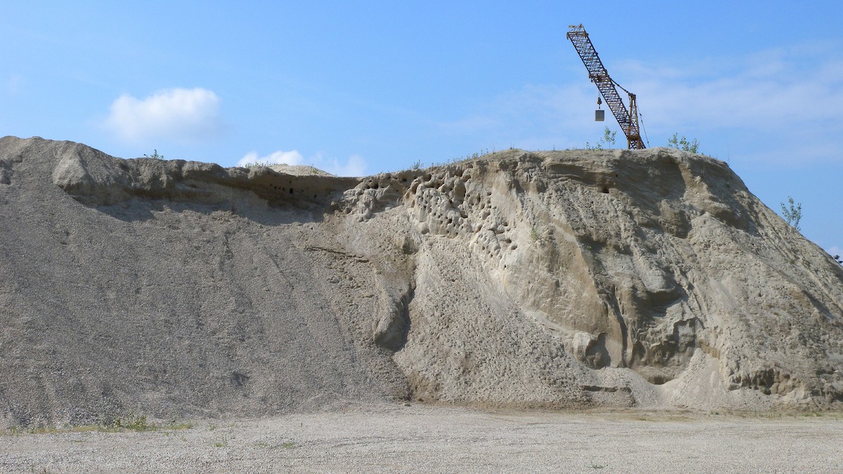 Bank Swallow - ML646922954