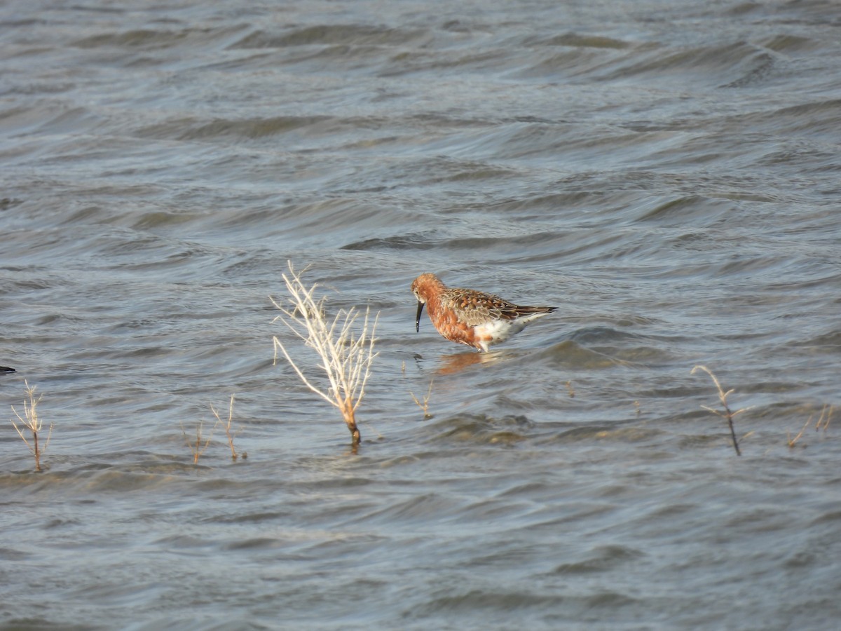 Txirri kurlinta - ML646922955