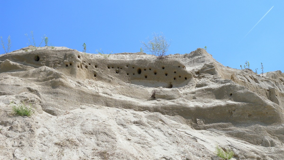 Bank Swallow - ML646922956