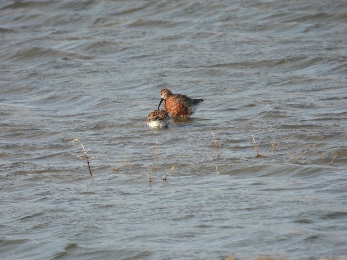 Txirri kurlinta - ML646922957