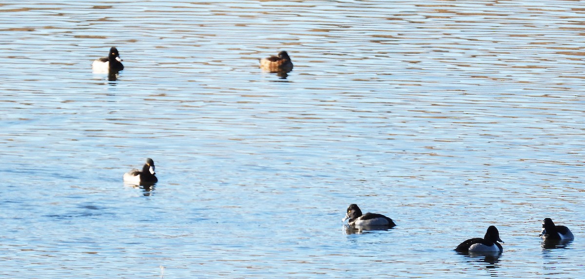 Ring-necked Duck - ML646922958