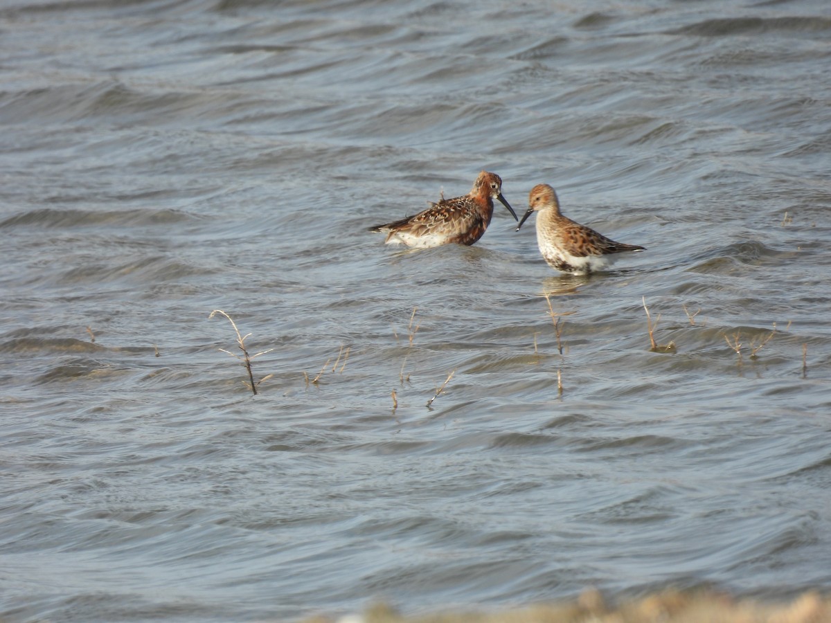 Txirri kurlinta - ML646922959