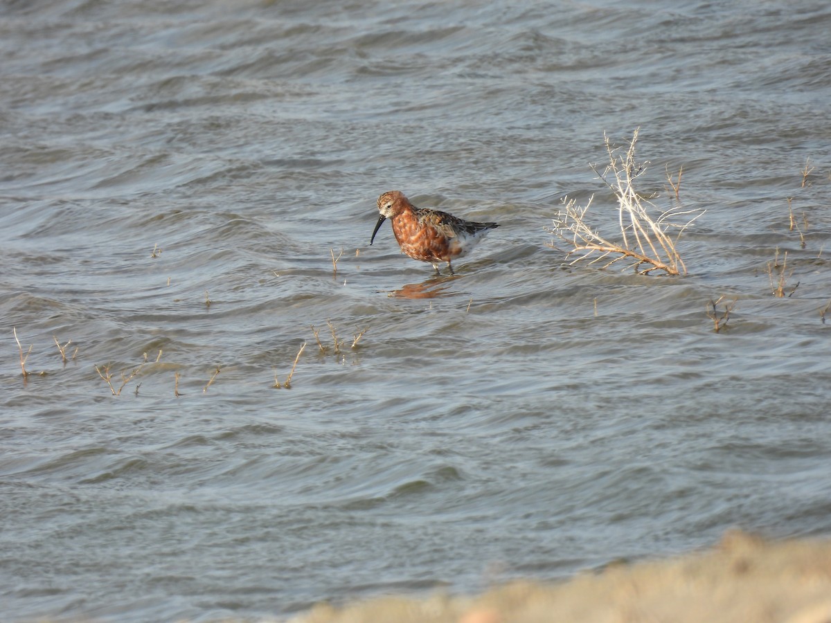 Txirri kurlinta - ML646922962