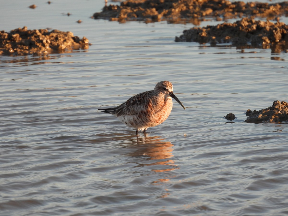 Txirri kurlinta - ML646922963