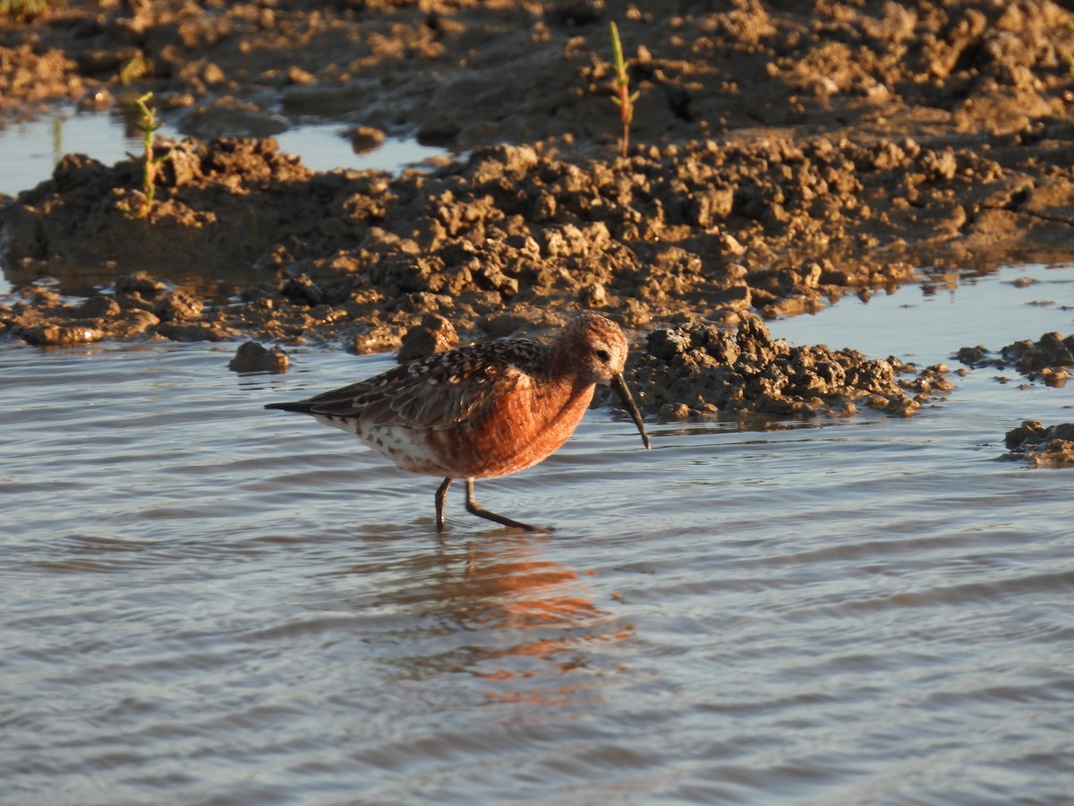 Txirri kurlinta - ML646922964