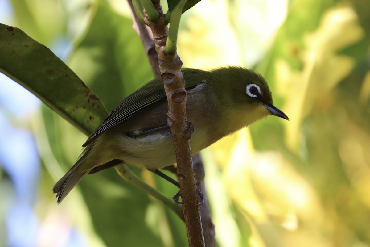 Warbling White-eye - ML646922965