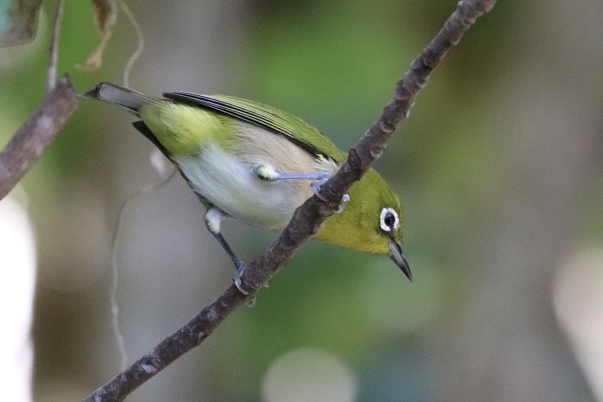 Warbling White-eye - ML646922966