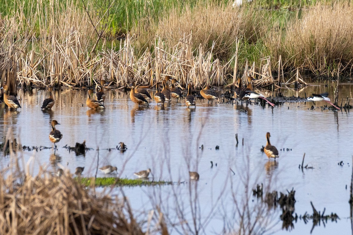 Zuhaitz-ahate kolorebikoa - ML646922967